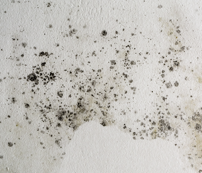 Spots of mold growing on a wall. 