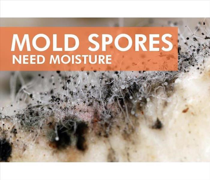 mold spores and a sign that says: "Mold spores need moisture"