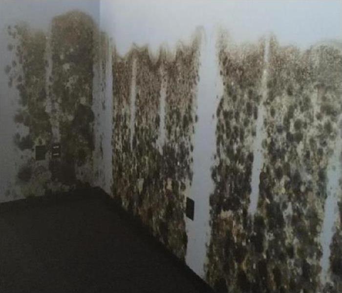 heavy mold growth on wall